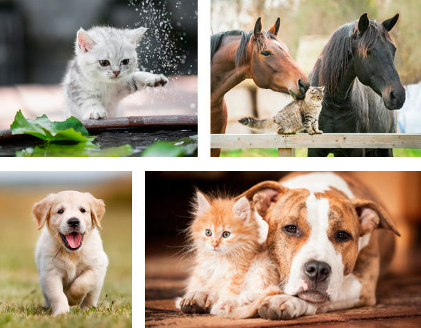 tiere_montage tiere_montage